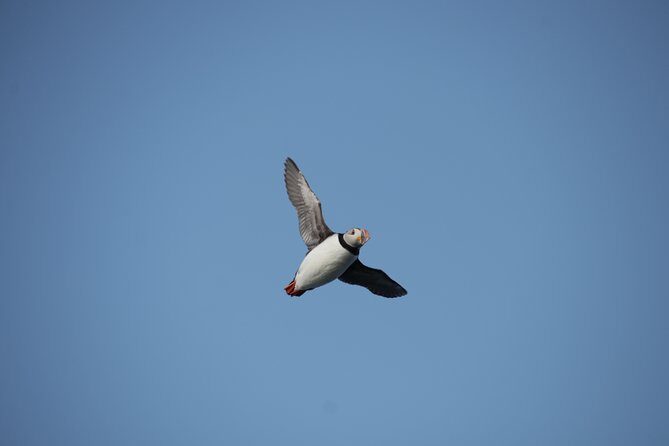 Reykjavik Shore Excursion: Puffin Sightseeing Cruise - What’s included (and what you’ll want to bring)