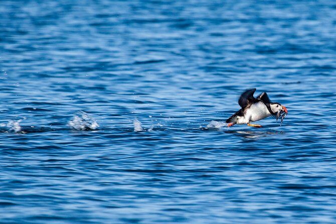 Reykjavik Shore Excursion: Puffin Sightseeing Cruise - Timing, weather, and the trade-offs of a short cruise