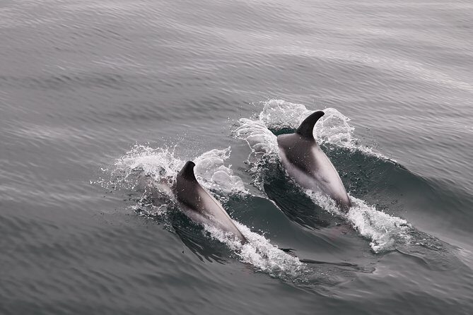 Reykjavik Shore Excursion: Whale-Watching Cruise - Cruise Options: 3.5 Hours vs High-Speed 2.5 Hours