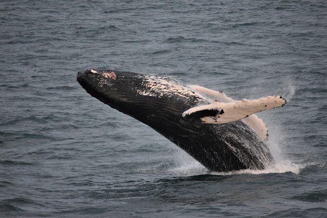 Reykjavik Shore Excursion: Whale-Watching Cruise - Meeting at Skarfabakki Harbour: where the day really starts
