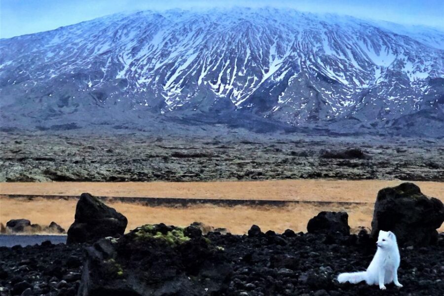 Reykjavik: Snaefellsnes & Mt. Kirkjufell Guided Minibus Tour - Kirkjufell timing and how to make the most of that 25 minutes