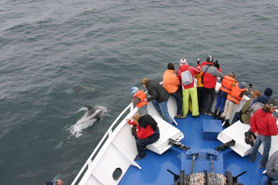 Reykjavik: the Original 3-Hour Whale Watching Tour - Key things to know before you go