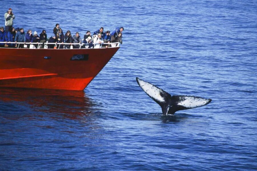 Reykjavik: the Original 3-Hour Whale Watching Tour - Who this tour fits best (and who might want a different plan)