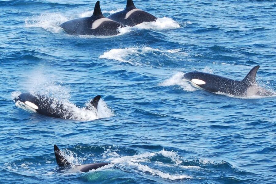 Reykjavik: the Original 3-Hour Whale Watching Tour - Reykjavik’s whale country: why this cruise works year-round