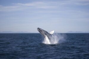 Reykjavik: the Original 3-Hour Whale Watching Tour - Old Harbour check-in and the Whale Watching Centre stop