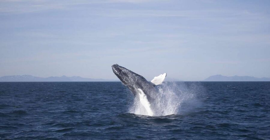 Reykjavik: the Original 3-Hour Whale Watching Tour - The 3-hour rhythm: what happens once the boat leaves the harbor