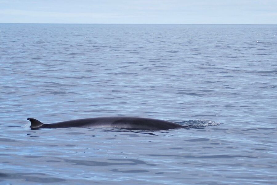 Reykjavik: the Original 3-Hour Whale Watching Tour - Live marine biologist guidance: what you should listen for