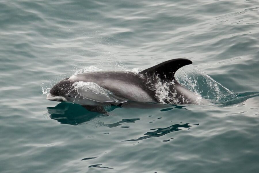 Reykjavik: the Original 3-Hour Whale Watching Tour - Responsible whale watching: distance, no sonar, and why it matters