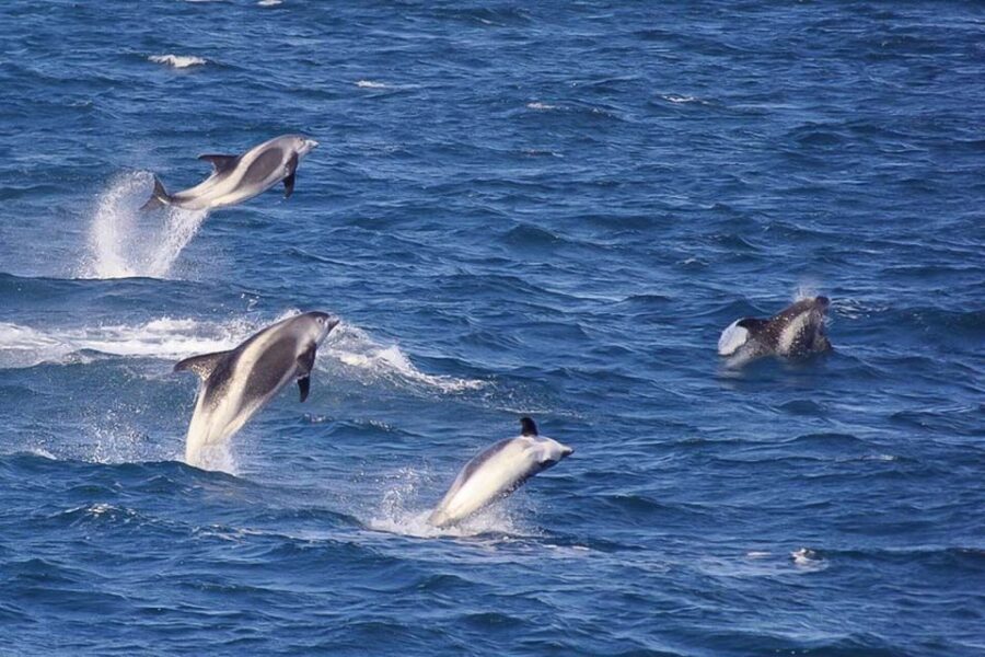 Reykjavik: the Original 3-Hour Whale Watching Tour - Warm overalls, hot drinks, and the little comforts that save a trip