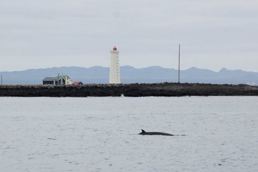 Reykjavik: the Original 3-Hour Whale Watching Tour - Value at $108: what you get besides the boat ride