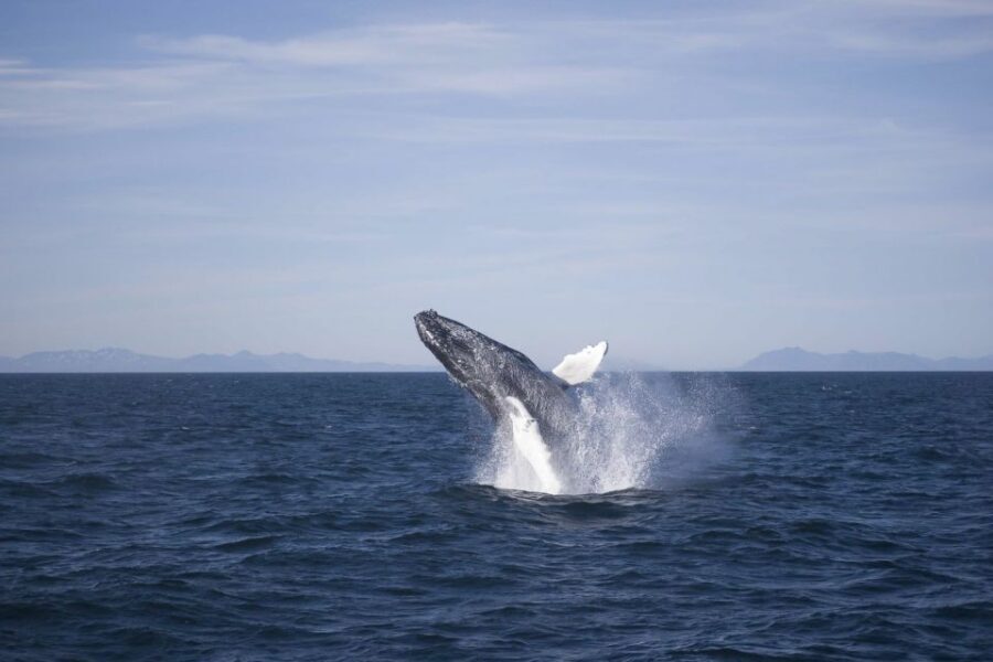 Reykjavik: the Original 3-Hour Whale Watching Tour - Old Harbour check-in and the Whale Watching Centre stop