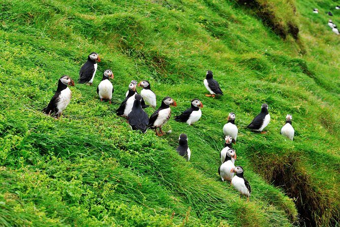 Reykjavik - Westman Islands (Bus transfer to Landeyjahöfn) - Price and value: is $60 worth it?