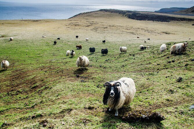 Reykjavik - Westman Islands (Bus transfer to Landeyjahöfn) - Weather and reliability: plan for Iceland, not just your calendar