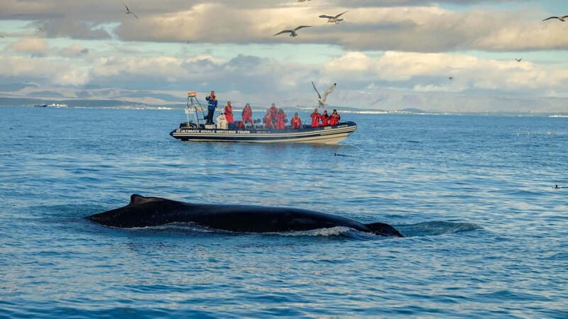 Reykjavik: Whale and Puffin Watching RIB Boat Tour - Starting at Old Harbour: RIB ride basics and what you get