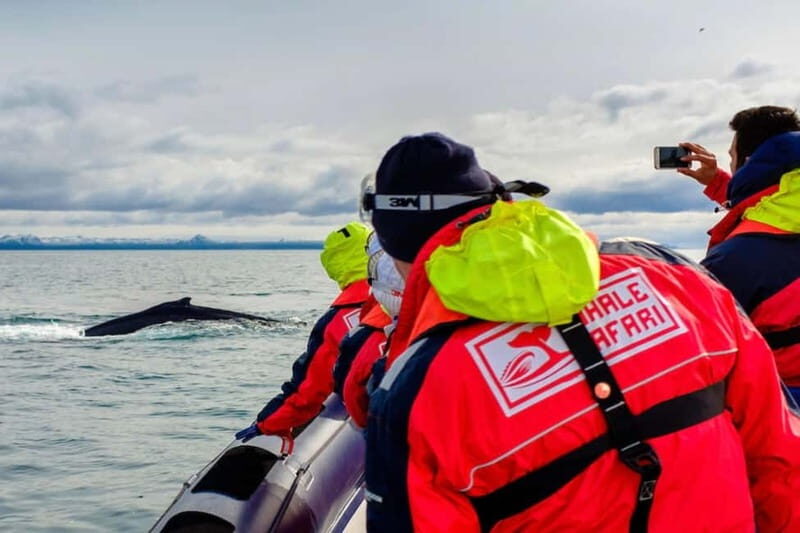Reykjavik: Whale and Puffin Watching RIB Boat Tour - Puffin island time in the April–August window