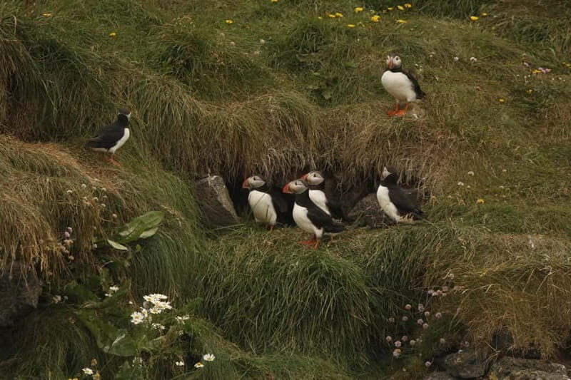 Reykjavik: Whale and Puffin Watching RIB Boat Tour - How the crew searches for whales and dolphins in wider water