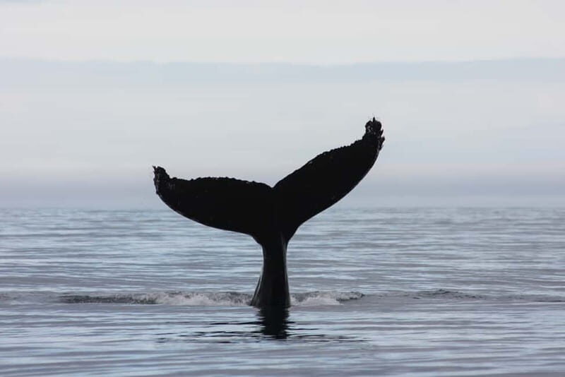 Reykjavik: Whale and Puffin Watching RIB Boat Tour - Marine biologist guides: better spotting, better questions