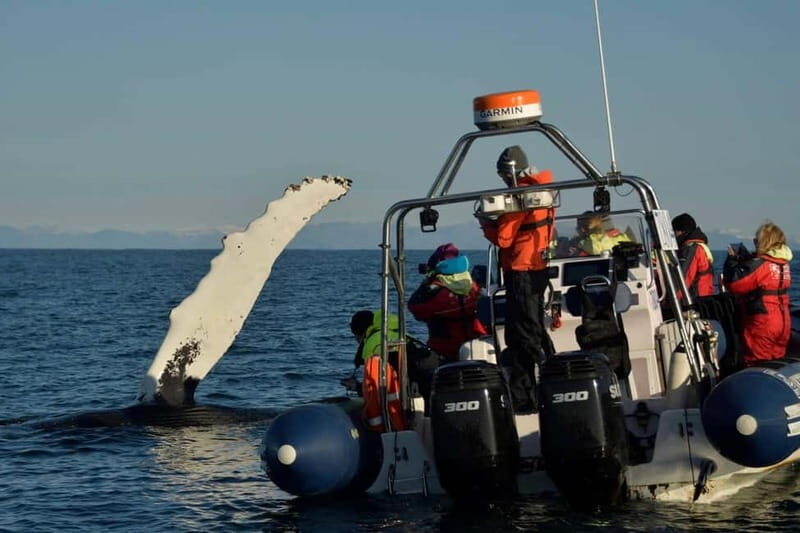 Reykjavik: Whale and Puffin Watching RIB Boat Tour - The ride: fast fun, cold wind, and realistic comfort