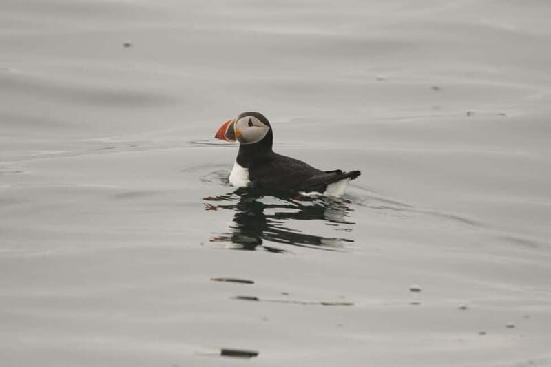 Reykjavik: Whale and Puffin Watching RIB Boat Tour - Timing and small-group flow: how the 2 hours gets used