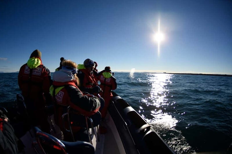 Reykjavik: Whale and Puffin Watching RIB Boat Tour - Who should book this Reykjavik whale and puffin RIB tour?