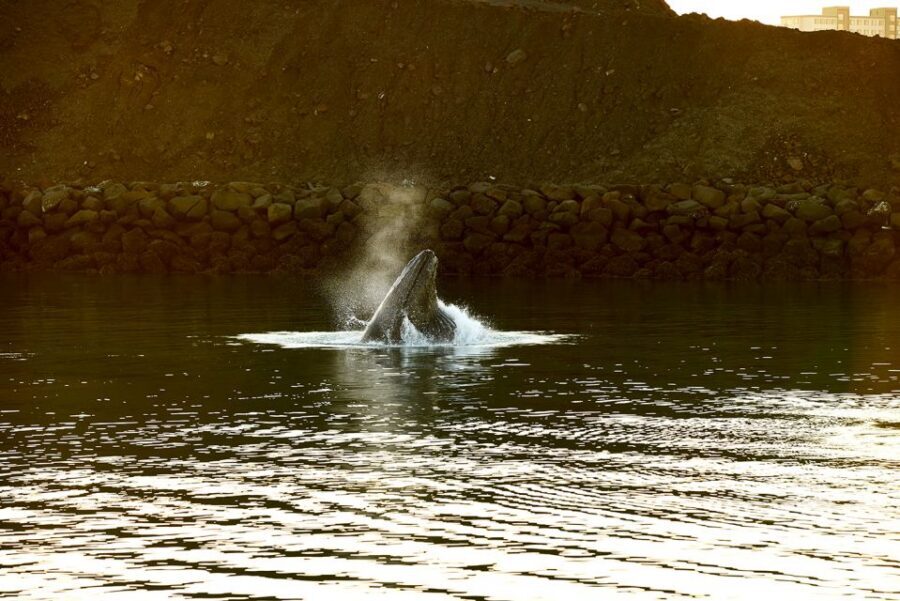 Reykjavik: Whale & Marine Adventure Tour - Boarding and the Guide Briefing: What You’re Watching for