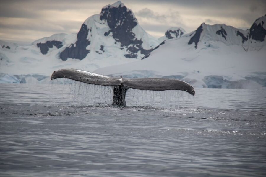 Reykjavik: Whale & Marine Adventure Tour - Timing and Sightings: Plan Around the Realities of Whale Watching