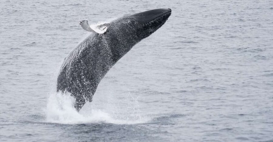 Reykjavik: Whale & Marine Adventure Tour - Price and Value: Is This $104 Whale Tour Worth It?