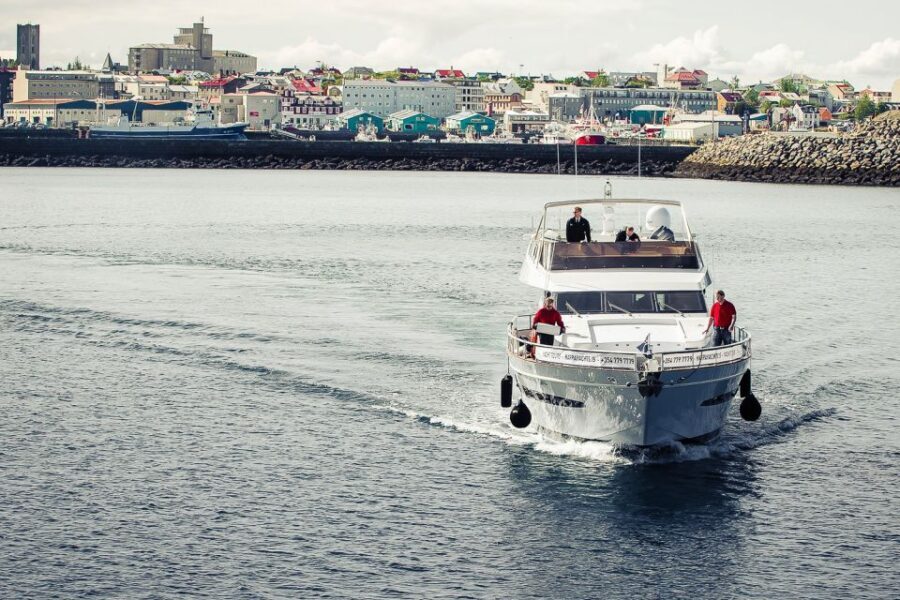 Reykjavik: Whale Watching and Dolphin Watching Yacht Cruise - Reykjavik Whale Watching From Old Harbor: Why This 3-Hour Format Works