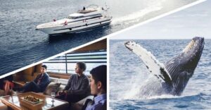 Reykjavik: Whale Watching and Dolphin Watching Yacht Cruise - Boarding MY Harpa or MY Amelia Rose: Comfort, Space, and Where You’ll Stand