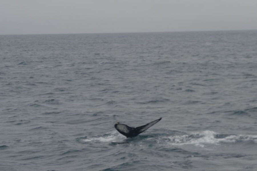 Reykjavik: Whale Watching and Dolphin Watching Yacht Cruise - What You’ll See in Faxafloi Bay: Whales, Dolphins, Puffins, and Birds