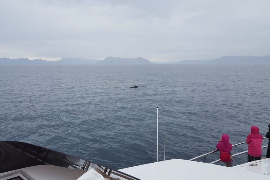 Reykjavik: Whale Watching and Dolphin Watching Yacht Cruise - How the Guide Finds Them: Spotting Skills, Respectful Distance, and Real Patience