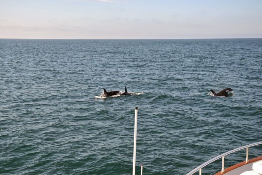 Reykjavik: Whale Watching and Dolphin Watching Yacht Cruise - Staying Warm and Dry While You Watch: Blankets, Tablets, and Deck Strategy