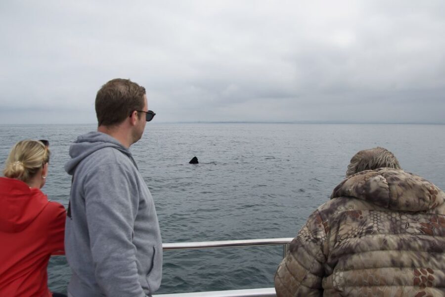Reykjavik: Whale Watching and Dolphin Watching Yacht Cruise - Who This Cruise Fits Best (And Who Might Think Twice)