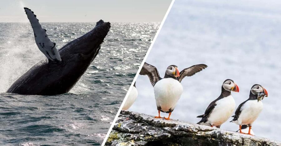 Reykjavik: Whale Watching and Puffin Excursion - Key things to know before you go
