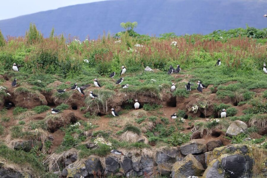 Reykjavik: Whale Watching and Puffin Excursion - From Old Harbour to the open Atlantic: what the whale watching run feels like