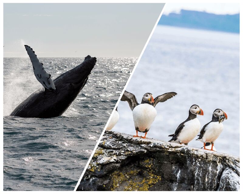 Reykjavik: Whale Watching and Puffin Excursion - The guides make the difference: how Daniel’s style shows up on the water
