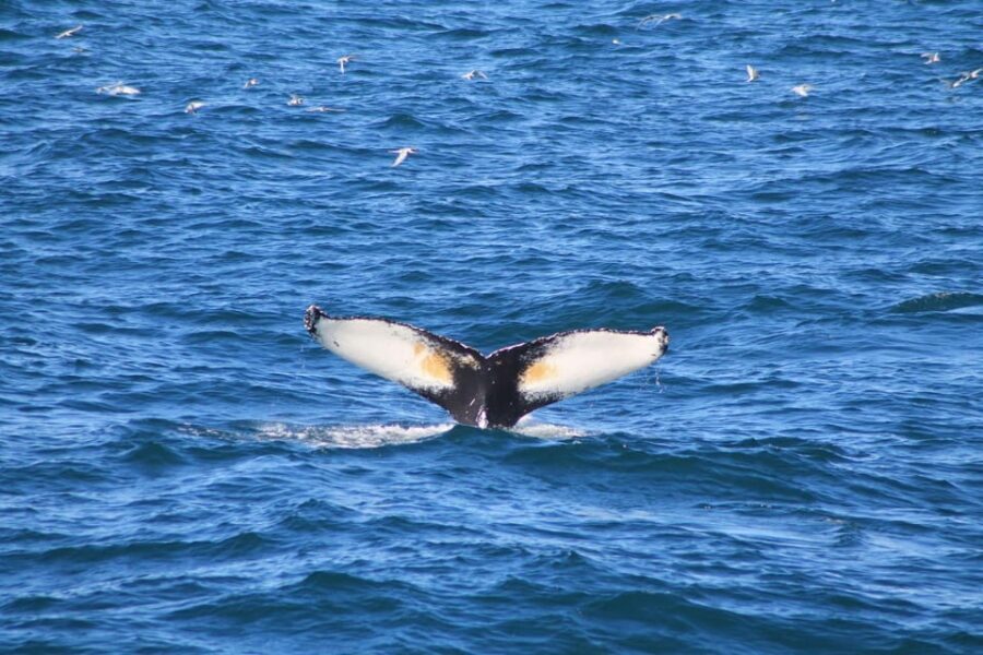 Reykjavik: Whale Watching and Puffin Excursion - Comfort and sanity at sea: what to bring (and what to skip)