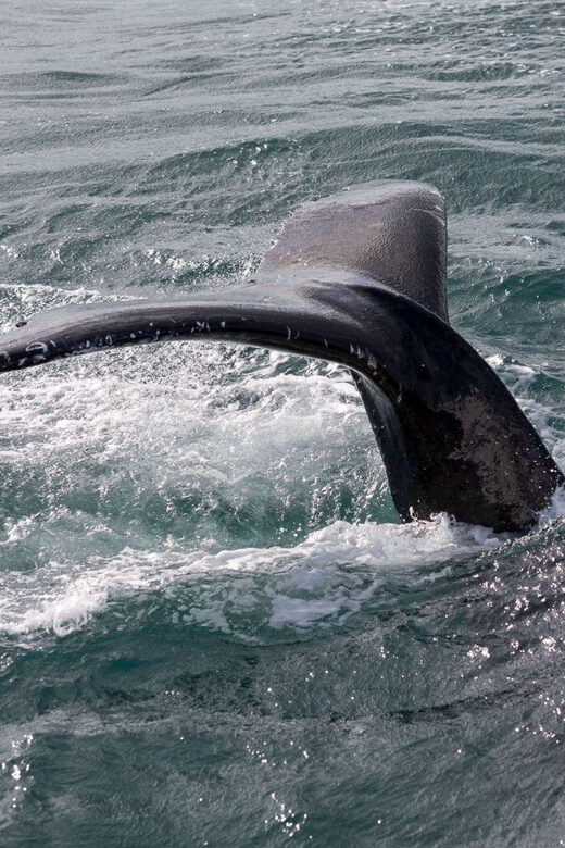 Reykjavik: Whale Watching and Puffin Excursion - Weather, shared boats, and how the ocean can affect your experience
