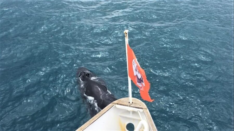 Reykjavik: Whale Watching and Puffin Excursion - Should you book this Reykjavik whale watching and puffin combo?