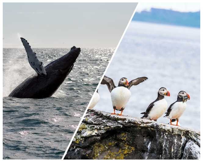 Reykjavik: Whale Watching and Puffin Excursion - Picking your timing: the two combo schedules and how they change your day