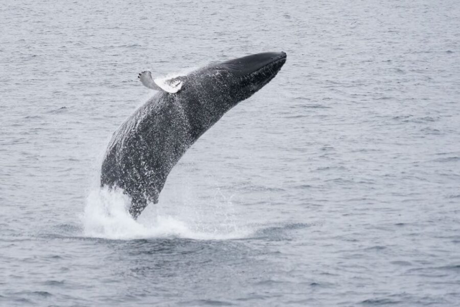 Reykjavik: Whale Watching by RIB Speedboat - Wildlife You Might See: Whales, Dolphins, Porpoises, and Puffins