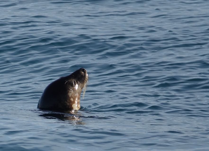 Reykjavik: Whale Watching by RIB Speedboat - Guides and Crew: Small-Team Energy Makes a Difference