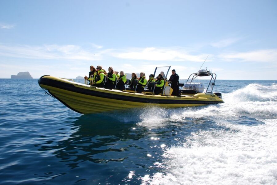 Reykjavik: Whale Watching by RIB Speedboat - Price and Value: Is $200 Worth It?