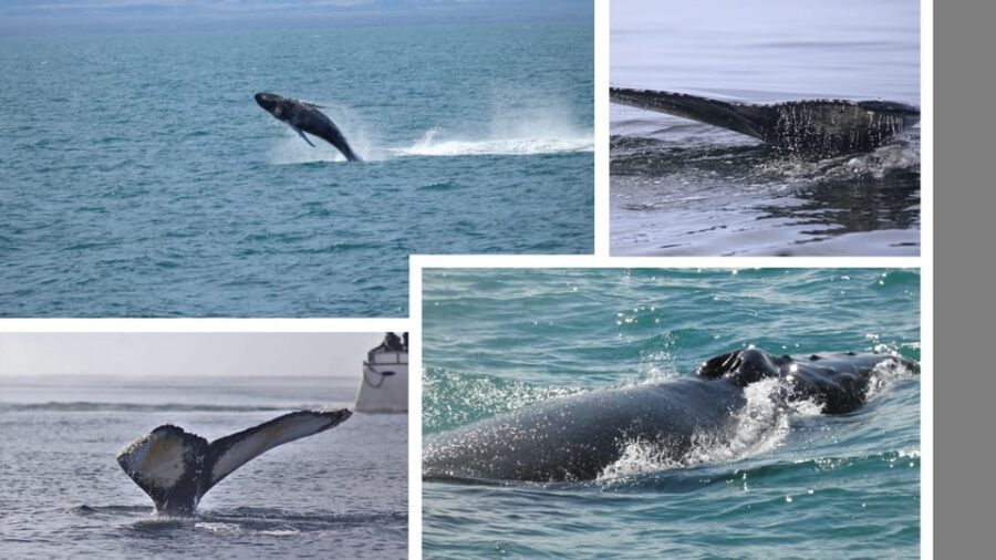 Reykjavík: Whale Watching Cruise and FlyOver Combo Ticket - FlyOver Iceland: the indoor flight that uses your senses