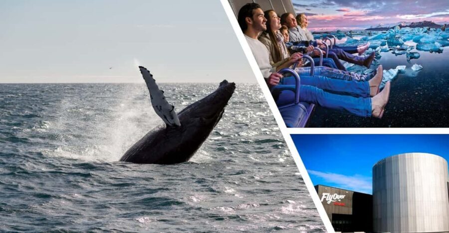 Reykjavík: Whale Watching Cruise and FlyOver Combo Ticket - Why the guide commentary adds real value