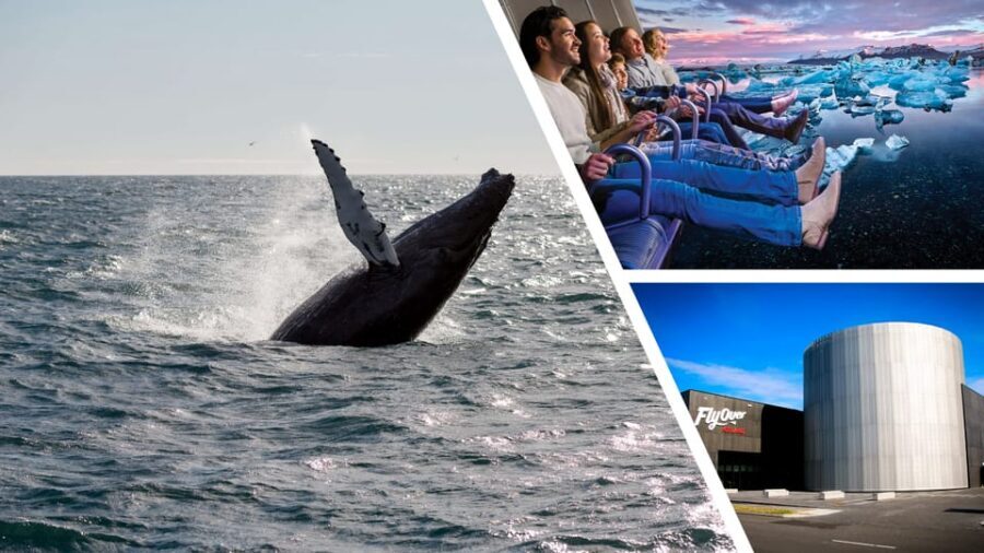 Reykjavík: Whale Watching Cruise and FlyOver Combo Ticket - Price and value: is this $153 combo actually worth it?