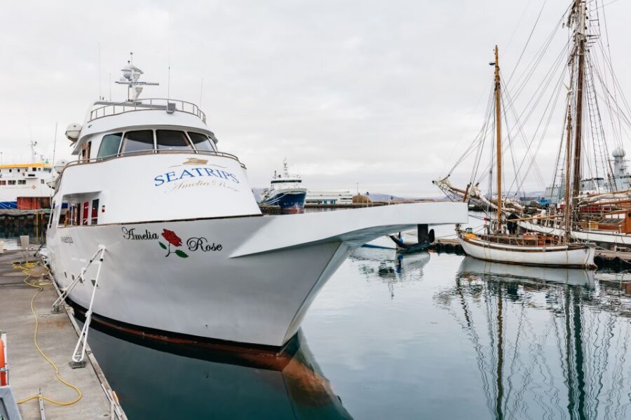 Reykjavík: Whale Watching Cruise on the Amelia Rose Yacht - Key Points Before You Go