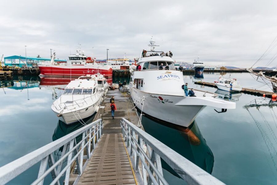 Reykjavík: Whale Watching Cruise on the Amelia Rose Yacht - Who This Tour Fits Best (Families, Couples, Solo)