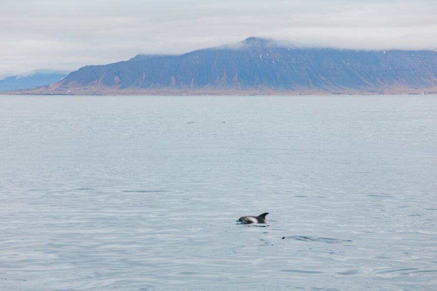 Reykjavík: Whale Watching Cruise on the Amelia Rose Yacht - What You’ll See in Faxaflói Bay: Whales, Dolphins, and the Big Ones