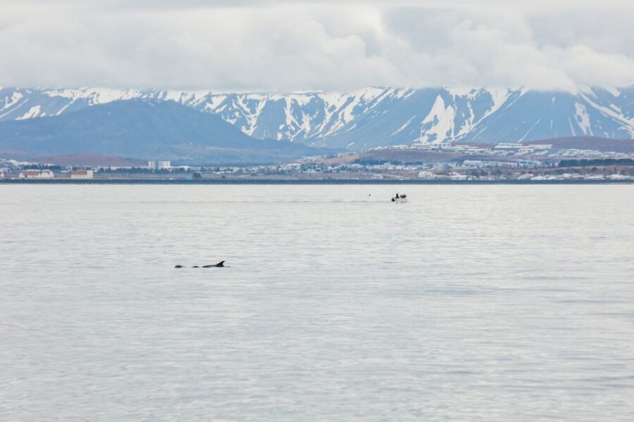Reykjavík: Whale Watching Cruise on the Amelia Rose Yacht - Weather, Wind, and Seasickness: How to Pack for Deck Time